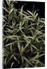Pleioblastus chino f. elegantissimus (bamboo) by Anonymous