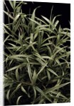 Pleioblastus chino f. elegantissimus (bamboo) by Anonymous