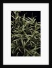 Pleioblastus chino f. elegantissimus (bamboo) by Anonymous