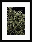 Pleioblastus chino f. elegantissimus (bamboo) by Anonymous