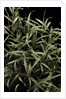 Pleioblastus chino f. elegantissimus (bamboo) by Anonymous