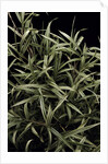 Pleioblastus chino f. elegantissimus (bamboo) by Anonymous