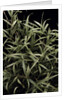 Pleioblastus chino f. elegantissimus (bamboo) by Anonymous