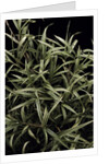 Pleioblastus chino f. elegantissimus (bamboo) by Anonymous