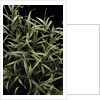 Pleioblastus chino f. elegantissimus (bamboo) by Anonymous