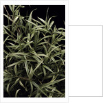 Pleioblastus chino f. elegantissimus (bamboo) by Anonymous