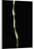 Pseudosasa japonica var. tsutsumiana (arrow bamboo) by Anonymous