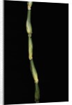Pseudosasa japonica var. tsutsumiana (arrow bamboo) by Anonymous