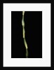 Pseudosasa japonica var. tsutsumiana (arrow bamboo) by Anonymous