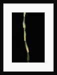 Pseudosasa japonica var. tsutsumiana (arrow bamboo) by Anonymous