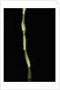 Pseudosasa japonica var. tsutsumiana (arrow bamboo) by Anonymous
