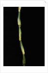 Pseudosasa japonica var. tsutsumiana (arrow bamboo) by Anonymous