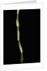 Pseudosasa japonica var. tsutsumiana (arrow bamboo) by Anonymous