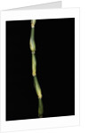 Pseudosasa japonica var. tsutsumiana (arrow bamboo) by Anonymous