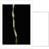 Pseudosasa japonica var. tsutsumiana (arrow bamboo) by Anonymous