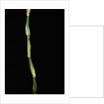 Pseudosasa japonica var. tsutsumiana (arrow bamboo) by Anonymous