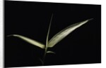 Pseudosasa japonica f. variegata (arrow bamboo) - leaf by Anonymous