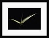Pseudosasa japonica f. variegata (arrow bamboo) - leaf by Anonymous