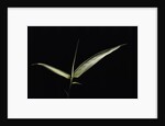 Pseudosasa japonica f. variegata (arrow bamboo) - leaf by Anonymous
