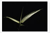 Pseudosasa japonica f. variegata (arrow bamboo) - leaf by Anonymous