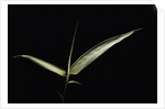 Pseudosasa japonica f. variegata (arrow bamboo) - leaf by Anonymous