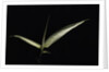 Pseudosasa japonica f. variegata (arrow bamboo) - leaf by Anonymous