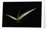 Pseudosasa japonica f. variegata (arrow bamboo) - leaf by Anonymous