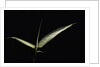 Pseudosasa japonica f. variegata (arrow bamboo) - leaf by Anonymous
