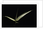 Pseudosasa japonica f. variegata (arrow bamboo) - leaf by Anonymous