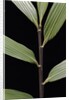 Pseudosasa viridula (bamboo) - leaf by Anonymous