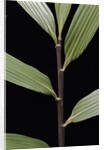 Pseudosasa viridula (bamboo) - leaf by Anonymous