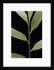 Pseudosasa viridula (bamboo) - leaf by Anonymous