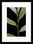 Pseudosasa viridula (bamboo) - leaf by Anonymous