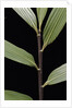 Pseudosasa viridula (bamboo) - leaf by Anonymous