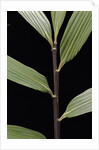 Pseudosasa viridula (bamboo) - leaf by Anonymous