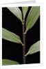 Pseudosasa viridula (bamboo) - leaf by Anonymous