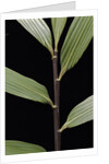 Pseudosasa viridula (bamboo) - leaf by Anonymous