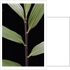 Pseudosasa viridula (bamboo) - leaf by Anonymous