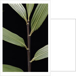 Pseudosasa viridula (bamboo) - leaf by Anonymous
