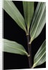 Pseudosasa viridula (bamboo) - leaf by Anonymous