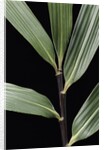 Pseudosasa viridula (bamboo) - leaf by Anonymous