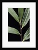 Pseudosasa viridula (bamboo) - leaf by Anonymous