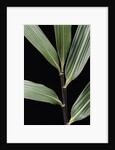 Pseudosasa viridula (bamboo) - leaf by Anonymous