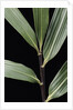 Pseudosasa viridula (bamboo) - leaf by Anonymous