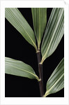 Pseudosasa viridula (bamboo) - leaf by Anonymous