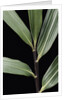 Pseudosasa viridula (bamboo) - leaf by Anonymous