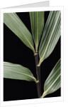 Pseudosasa viridula (bamboo) - leaf by Anonymous