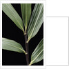 Pseudosasa viridula (bamboo) - leaf by Anonymous