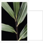 Pseudosasa viridula (bamboo) - leaf by Anonymous