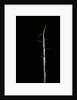 Sasa palmata f. nebulosa (broadleaf bamboo) - shoot by Anonymous